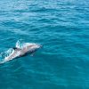 dolphin-phuket-maiton